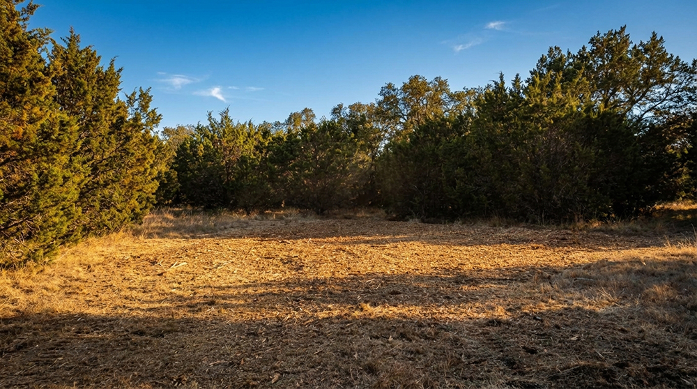 Heavy equipment clearing trees and brush from a property